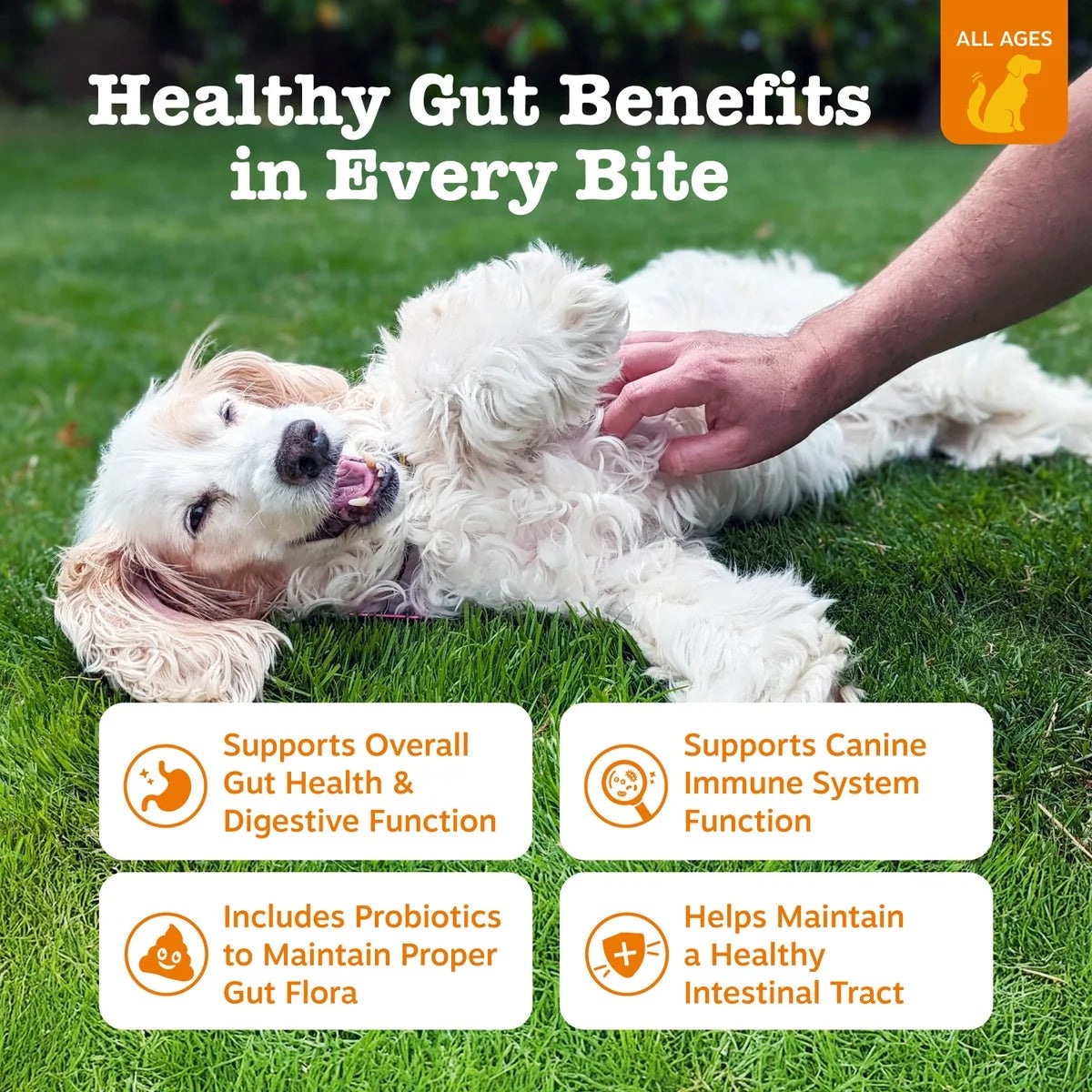 Probiotic Bites for Dogs, Pumpkin Flavor, 60 Count