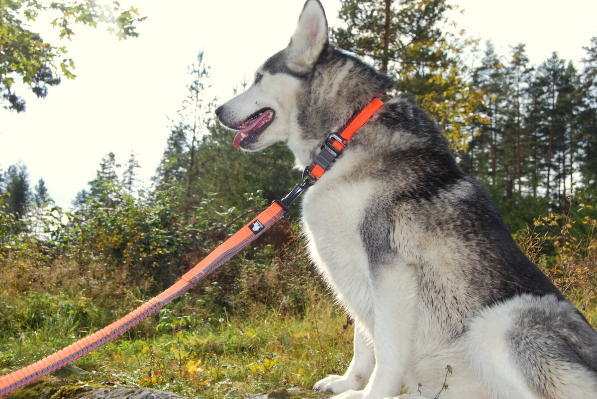 TrueLove Nylon Bungee Dog Leash TLL2271